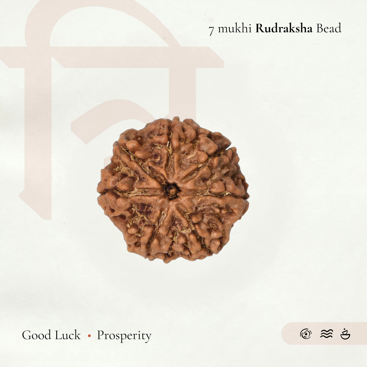7 Mukhi Rudraksha Bead(Nepali)