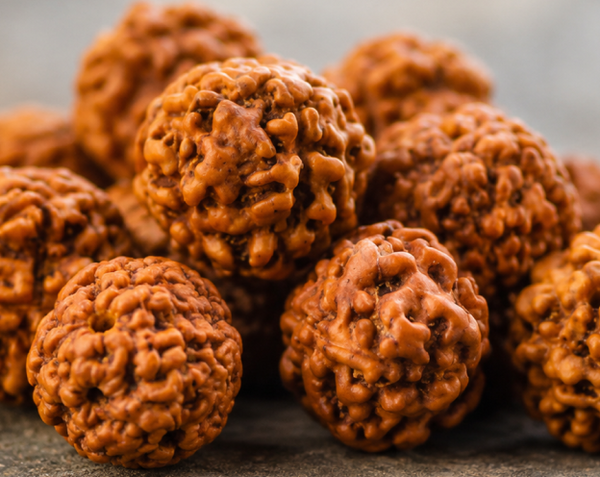  Rudraksha