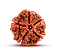 5 Mukhi Rudraksh