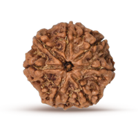 7 Mukhi Rudraksh