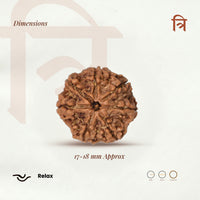 7 Mukhi Rudraksha Bead(Nepali)