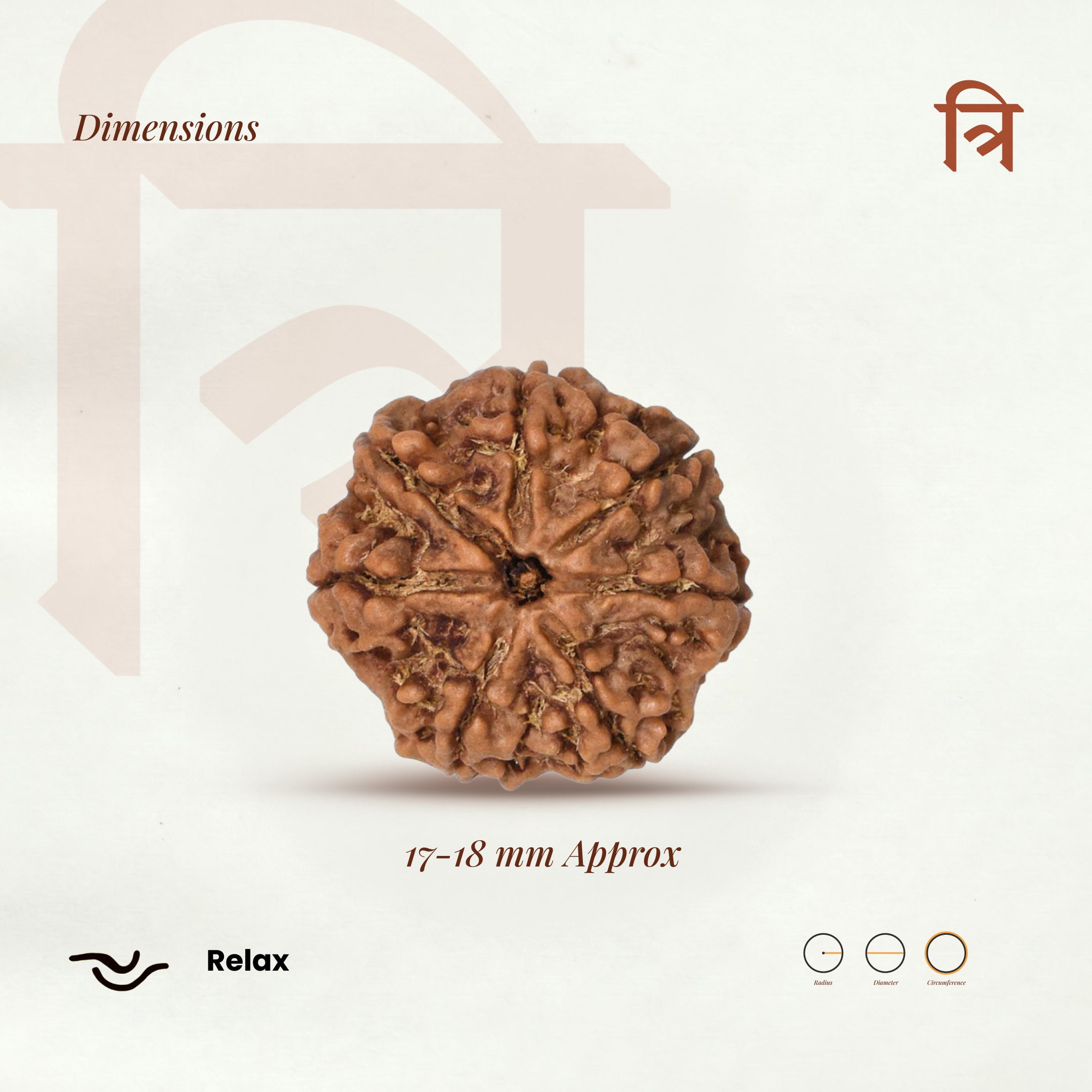 7 Mukhi Rudraksha Bead(Nepali)