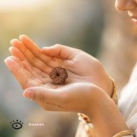 7 Mukhi Rudraksha Bead(Nepali)