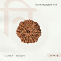 7 Mukhi Rudraksha Bead(Nepali)