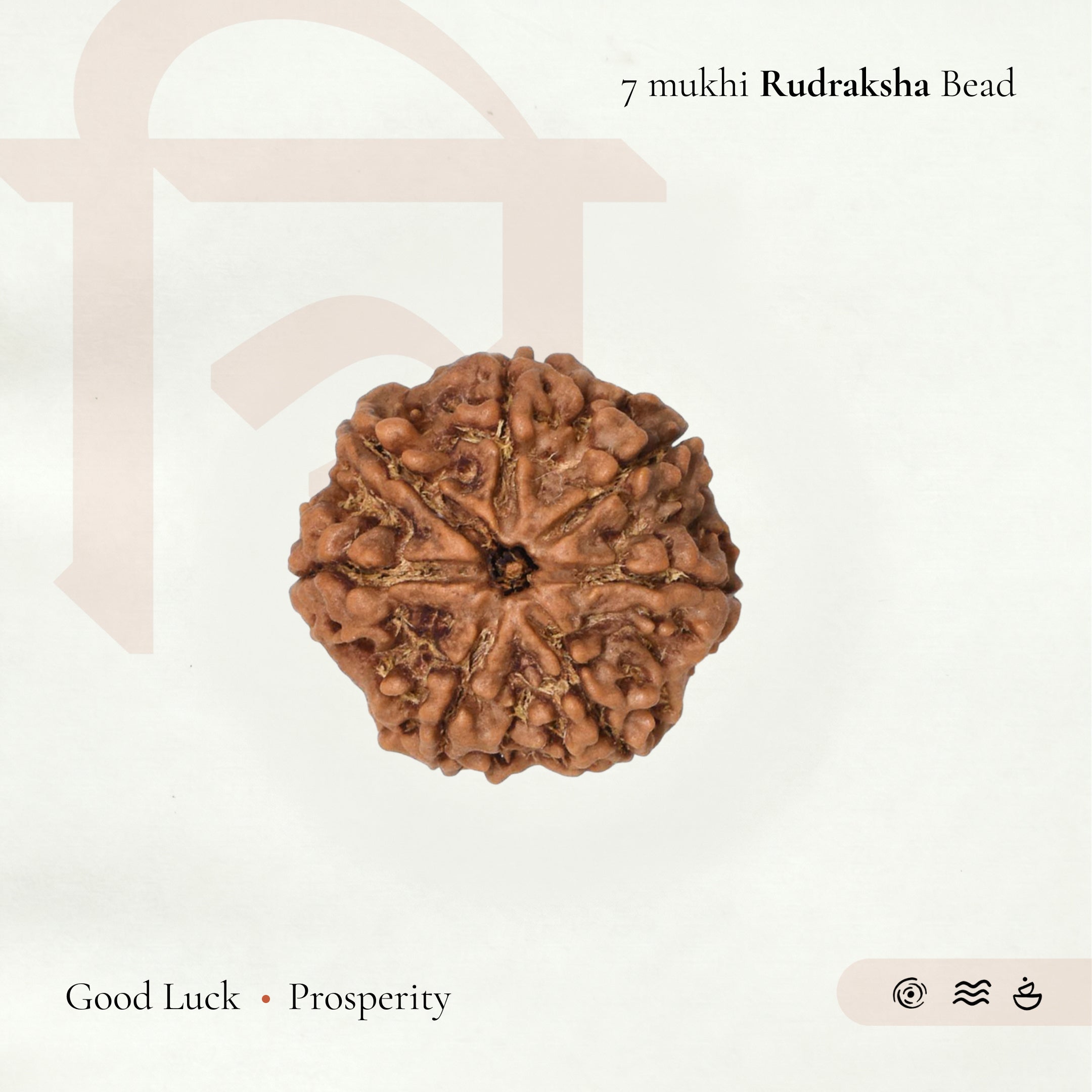 7 Mukhi Rudraksha Bead(Nepali)